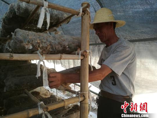 山西省吕梁市临县面对脱贫攻坚重担,正极力打造新型农业,很多农民工回到家乡,入股创业,当上股东。图为赤普浪村的薛乃顺采摘自家大棚里的香菇。 李娜 摄 山西省吕梁市临县面对脱贫攻坚重担,正极力打造新型农业,很多农民工回到家乡,入股创业,当上股东。图为赤普浪村的薛乃顺采摘自家大棚里的香菇。 李娜 摄