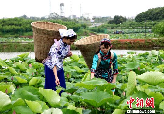图为贵港市港南区四季花田景区,荷家女采莲。 杨志雄 摄 图为贵港市港南区四季花田景区,荷家女采莲。 杨志雄 摄