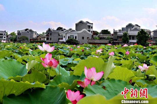 图为贵港市港南区湛江镇平江村罗塘屯的荷花美景。 港南宣 摄 图为贵港市港南区湛江镇平江村罗塘屯的荷花美景。 港南宣 摄