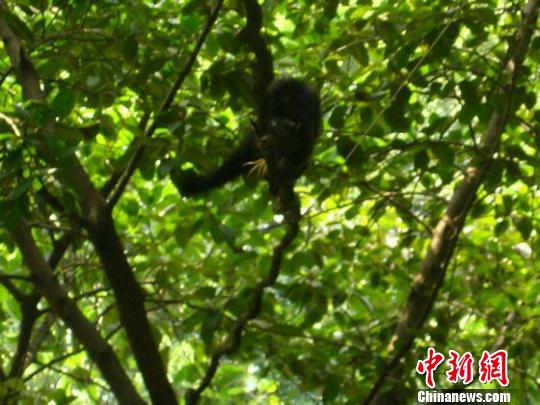 图为熊狸正在爬树 钟欣 摄 图为熊狸正在爬树 钟欣 摄