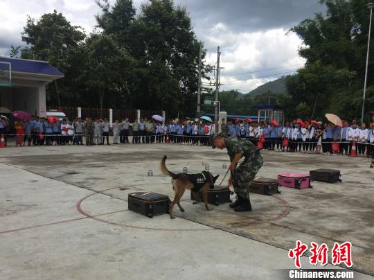 图为警犬进行行李箱搜毒表演。 崔汶 摄 图为警犬进行行李箱搜毒表演。 崔汶 摄