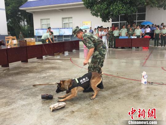 图为警犬黑屏进行搜毒表演。 崔汶 摄 图为警犬黑屏进行搜毒表演。 崔汶 摄