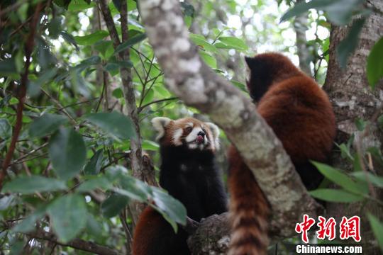 图为小熊猫嘟嘟与雄性小熊猫相向而坐,嘟嘟看着对方吐舌. 钟欣 摄 图为小熊猫嘟嘟与雄性小熊猫相向而坐,嘟嘟看着对方吐舌. 钟欣 摄
