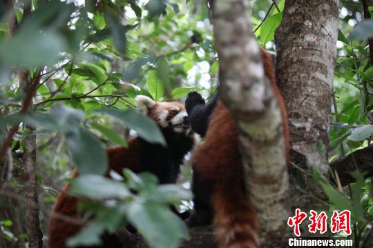 图为雄性小熊猫抚摸嘟嘟,嘟嘟闭上眼睛作幸福状 钟欣 摄 图为雄性小熊猫抚摸嘟嘟,嘟嘟闭上眼睛作幸福状 钟欣 摄