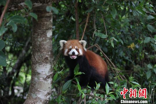 图为正在休息的小熊猫嘟嘟 钟欣 摄 图为正在休息的小熊猫嘟嘟 钟欣 摄