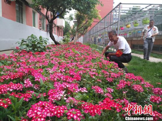 沈阳全国最美志愿服务社区红巾社区原来光秃秃的房前屋后都种上了美丽花草。图为老党员、志愿者在侍弄花草。 赵桂华 摄 沈阳全国最美志愿服务社区红巾社区原来光秃秃的房前屋后都种上了美丽花草。图为老党员、志愿者在侍弄花草。 赵桂华 摄