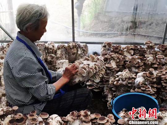 贵州福泉通过山地农业带动农户脱贫。 杨云 摄 贵州福泉通过山地农业带动农户脱贫。 杨云 摄