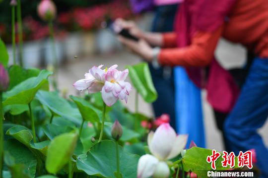 图为参观荷花展的市民争相拍照留念 任东 摄 图为参观荷花展的市民争相拍照留念 任东 摄