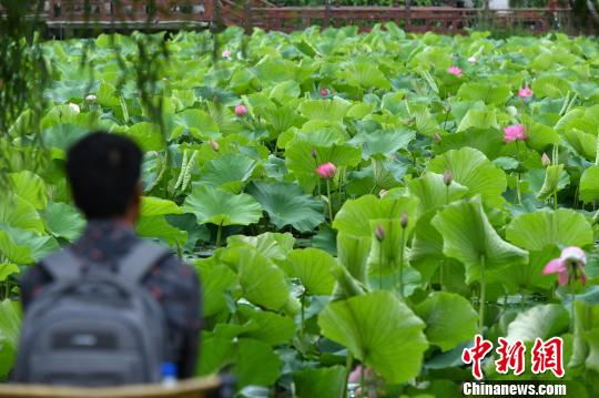 图为市民观赏大观公园盛开的荷花 任东 摄 图为市民观赏大观公园盛开的荷花 任东 摄