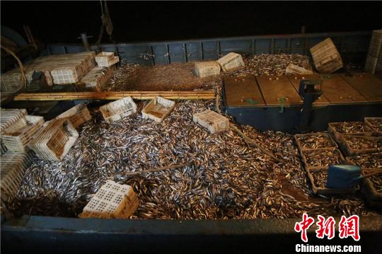 图为:非法捕捞渔获物。 何蒋勇 摄 图为:非法捕捞渔获物。 何蒋勇 摄