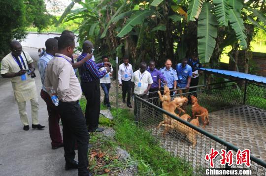 图为参观犬只 车文芳 摄 图为参观犬只 车文芳 摄