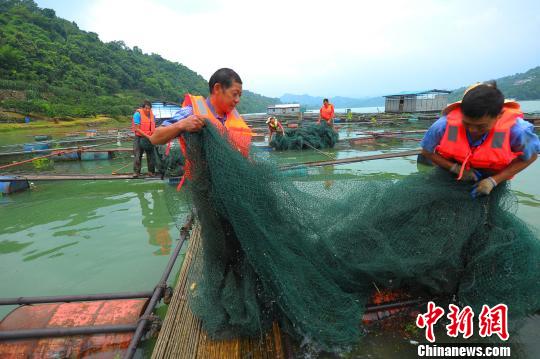 网箱里的鲟鱼被转移上岸 曹礼达 摄 网箱里的鲟鱼被转移上岸 曹礼达 摄