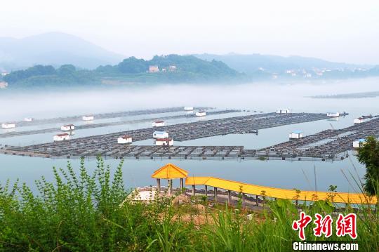 清江高坝洲库区上曾经密布网箱 曹礼达 摄 清江高坝洲库区上曾经密布网箱 曹礼达 摄