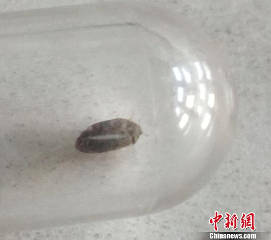 山西出入境检验检疫局29日对外宣称,近日首次截获检疫性有害生物—澳洲皮蠹。图为澳洲皮蠹。 受访者提供 摄 山西出入境检验检疫局29日对外宣称,近日首次截获检疫性有害生物—澳洲皮蠹。图为澳洲皮蠹。 受访者提供 摄