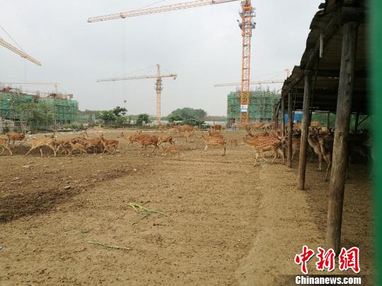 等待司法拍卖的梅花鹿。 钟升 摄 等待司法拍卖的梅花鹿。 钟升 摄