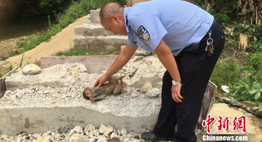 小猕猴躺在石板上向民警撒娇求抚摸。 钟欣 摄 小猕猴躺在石板上向民警撒娇求抚摸。 钟欣 摄