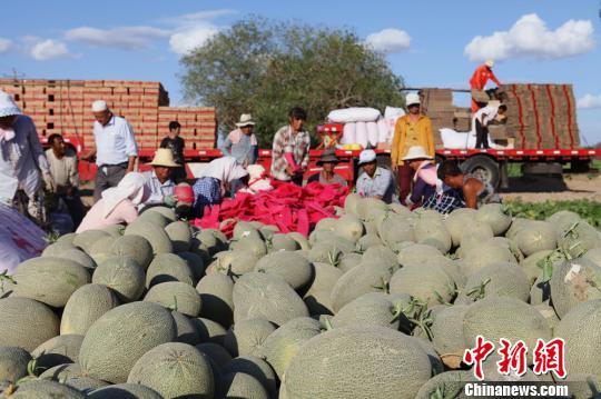 图为江西南昌的哈密瓜收购商正带着他的伙计装瓜。 朱锦慧 摄 图为江西南昌的哈密瓜收购商正带着他的伙计装瓜。 朱锦慧 摄