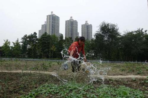 城市荒地变菜地 郫都人种菜种出了景观 城市荒地变菜地 郫都人种菜种出了景观