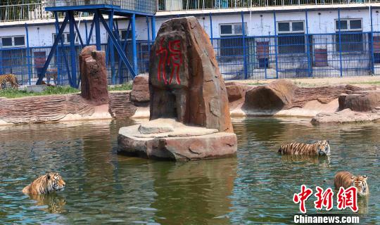 黑龙江东北虎林园老虎难耐酷热 “泡澡”避暑 王舒 摄 黑龙江东北虎林园老虎难耐酷热 “泡澡”避暑 王舒 摄