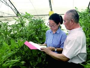 市优品站工作人员与礼贤益农蔬菜专业合作社负责人交流生产控制细节。 市优品站工作人员与礼贤益农蔬菜专业合作社负责人交流生产控制细节。