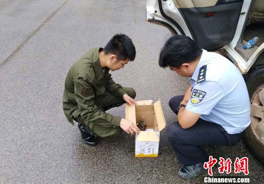 图为森林公安民警与林业技术员对东方角鸮的身体状况进行检查 郭丽娟 摄 图为森林公安民警与林业技术员对东方角鸮的身体状况进行检查 郭丽娟 摄