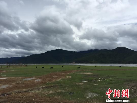 图为纳帕海边的草地 陈静 摄 图为纳帕海边的草地 陈静 摄