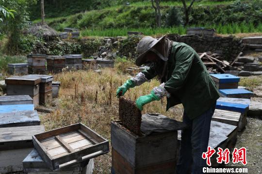 王家坪村养蜂大户王大发正在整理蜂箱。 贺俊怡 摄 王家坪村养蜂大户王大发正在整理蜂箱。 贺俊怡 摄