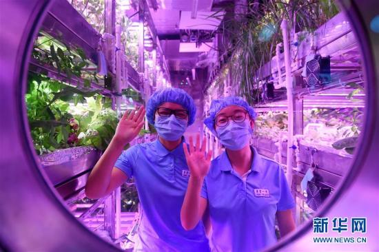 第一组两名参与实验的志愿者在“月宫一号”的植物舱内向舱外致意。“月宫一号”由一个综合舱、两个植物舱组成。植物舱内的三层植物架上种满了各种作物,有生菜、茄子等等。 新华社记者 鞠焕宗 摄 图片来源:新华网 第一组两名参与实验的志愿者在“月宫一号”的植物舱内向舱外致意。“月宫一号”由一个综合舱、两个植物舱组成。植物舱内的三层植物架上种满了各种作物,有生菜、茄子等等。 新华社记者 鞠焕宗 摄 图片来源:新华网