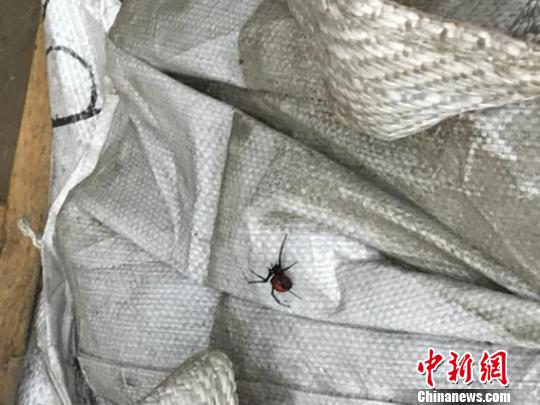 广东清远口岸首次截获赤背寡妇蜘蛛 余雪滢 摄 广东清远口岸首次截获赤背寡妇蜘蛛 余雪滢 摄