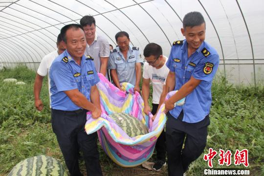 “瓜王”采摘后须多人才能抬走。　刘林 摄