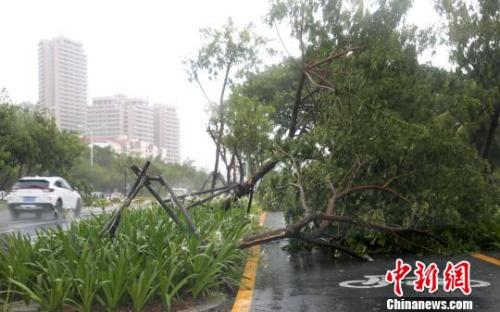 7月16日,受台风“塔拉斯”影响,三亚凤凰路上不少树木倒伏。 尹海明 摄 7月16日,受台风“塔拉斯”影响,三亚凤凰路上不少树木倒伏。 尹海明 摄