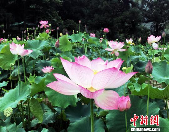 入夏的贵州景色迷人。 杨云 摄 入夏的贵州景色迷人。 杨云 摄