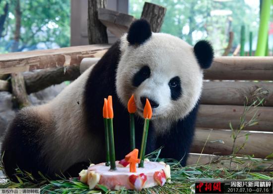 当地时间2017年7月10日,德国柏林,来自中国的大熊猫“梦梦”庆祝四岁生日,享用美味蛋糕。 当地时间2017年7月10日,德国柏林,来自中国的大熊猫“梦梦”庆祝四岁生日,享用美味蛋糕。