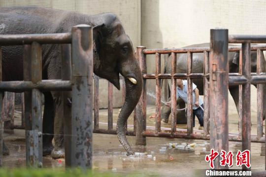 图为饲养员给大象淋浴。 韩璐 摄 图为饲养员给大象淋浴。 韩璐 摄