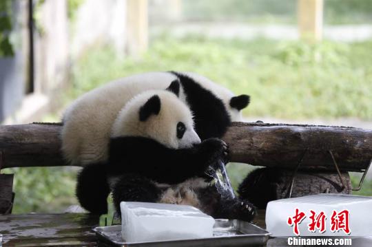 图为熊猫在冰块边玩耍。 韩璐 摄 图为熊猫在冰块边玩耍。 韩璐 摄