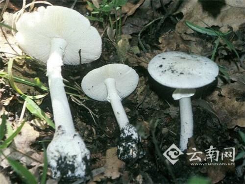 白毒伞 白毒伞